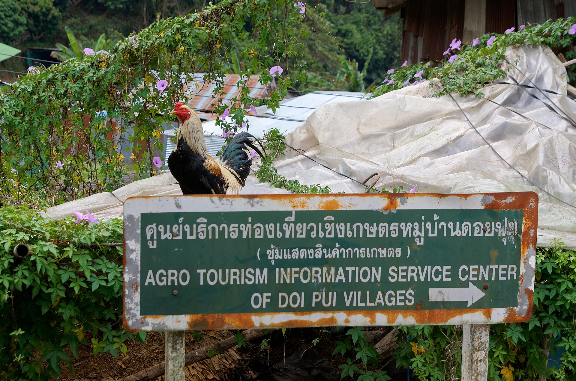 Doi Pui Hmong village